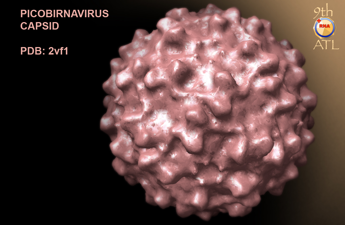 Представитель Семейства Picobirnaviridae